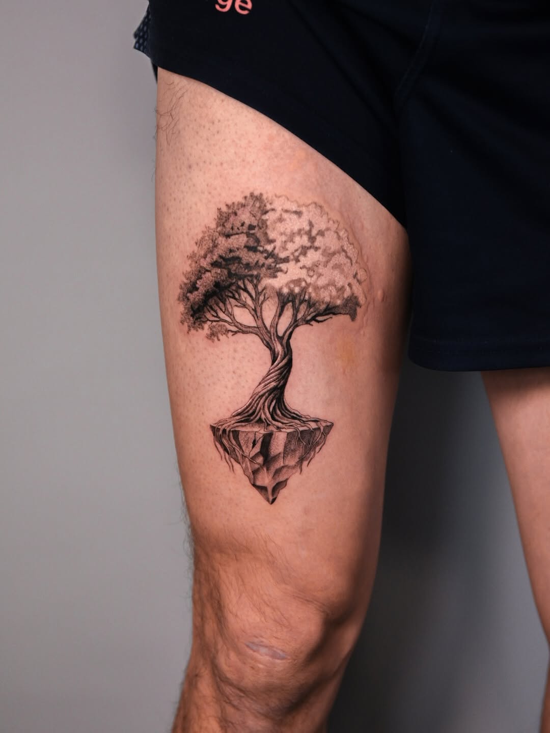 Nature, 나무, 소나무
