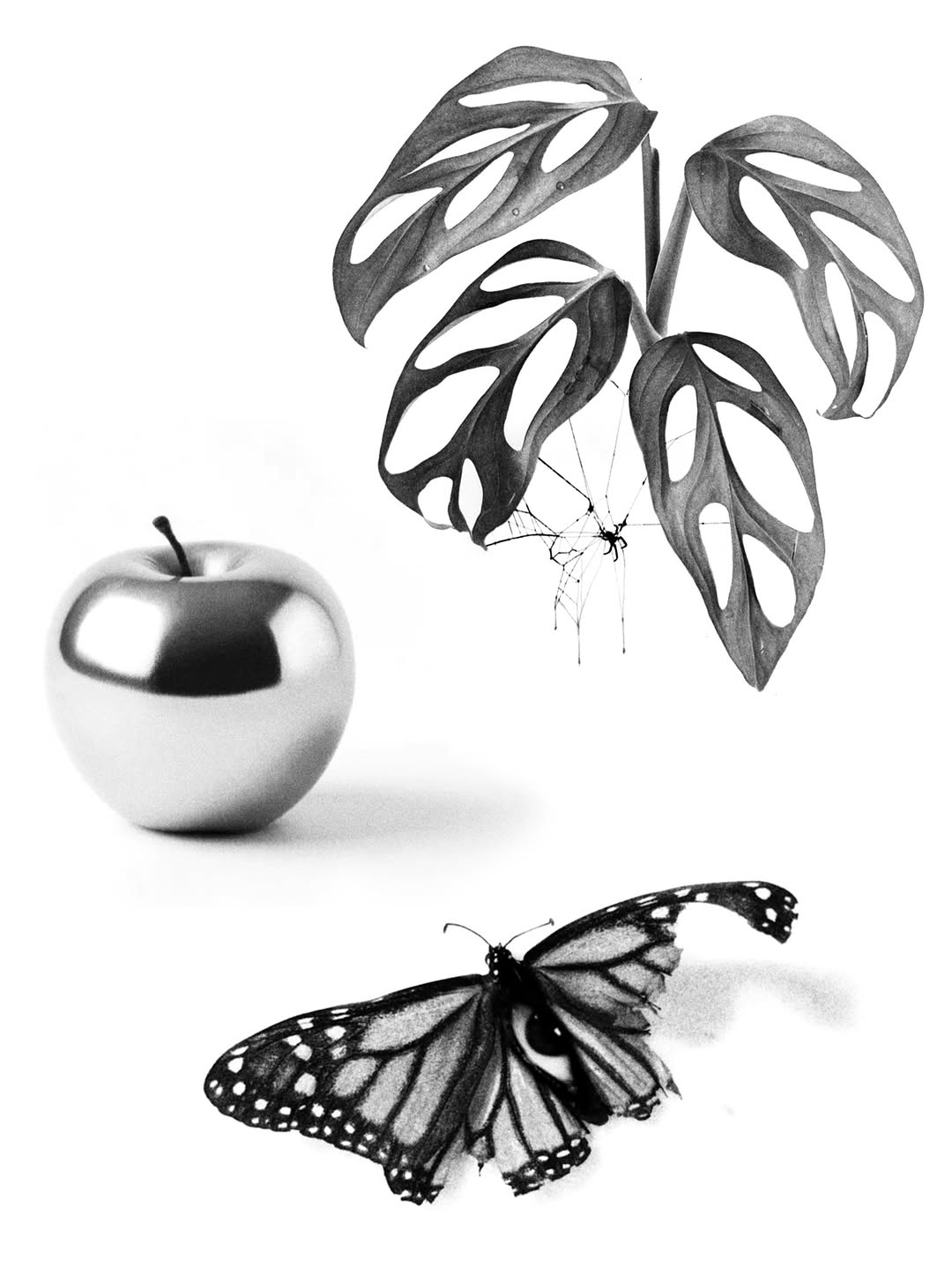 plantsnpokes
