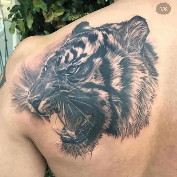 Tiger
