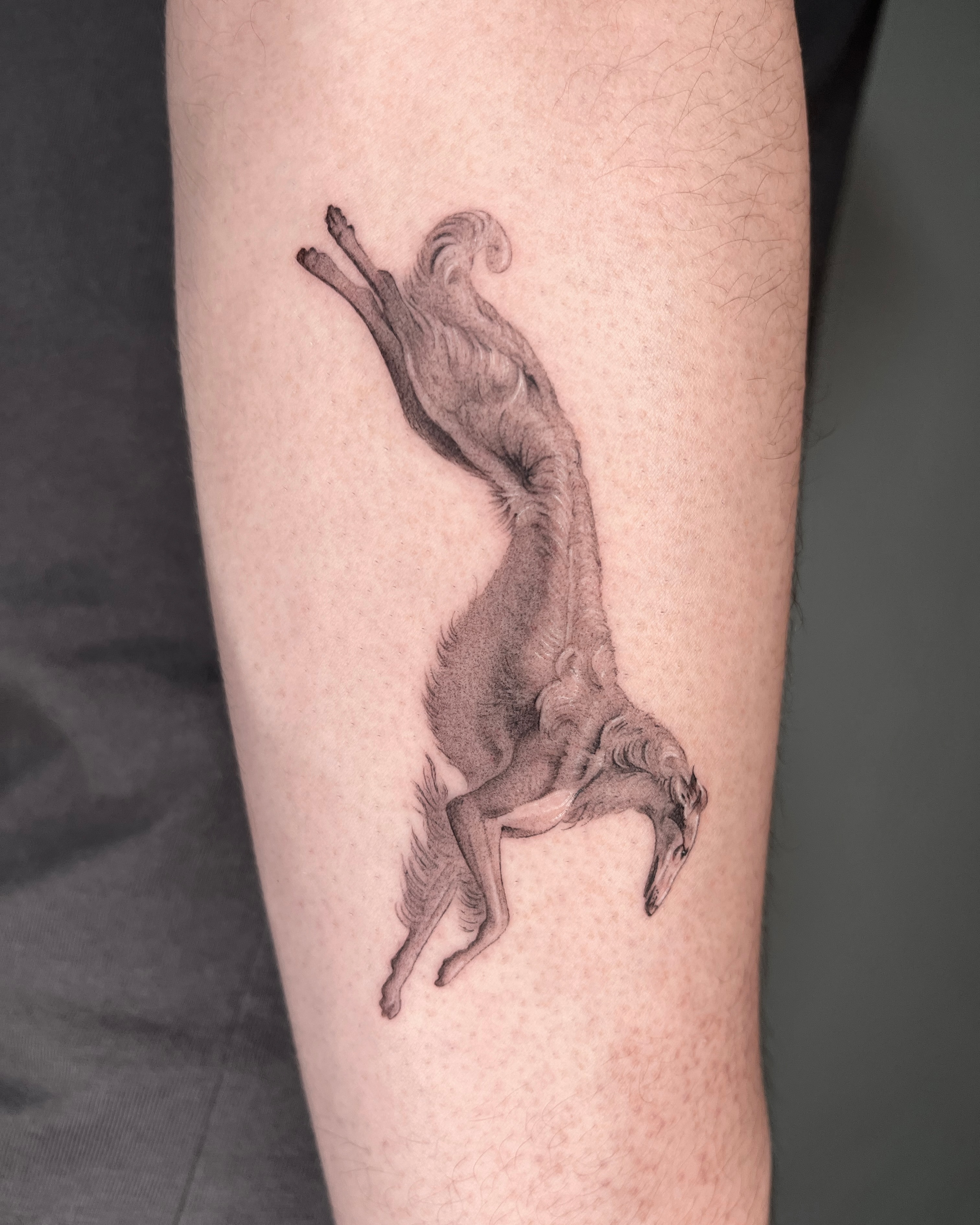 Animal
