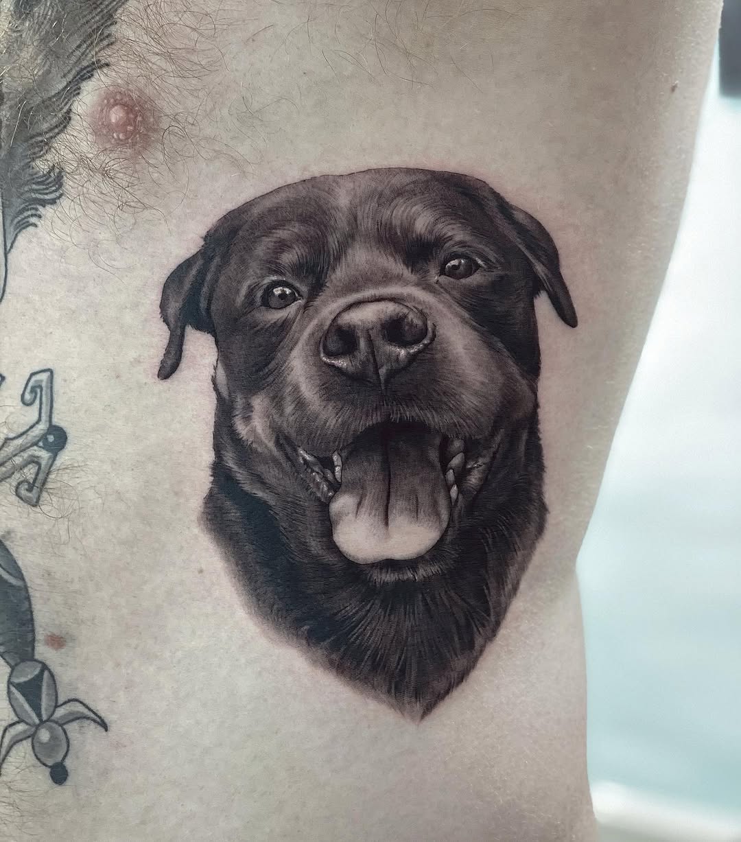 Animal