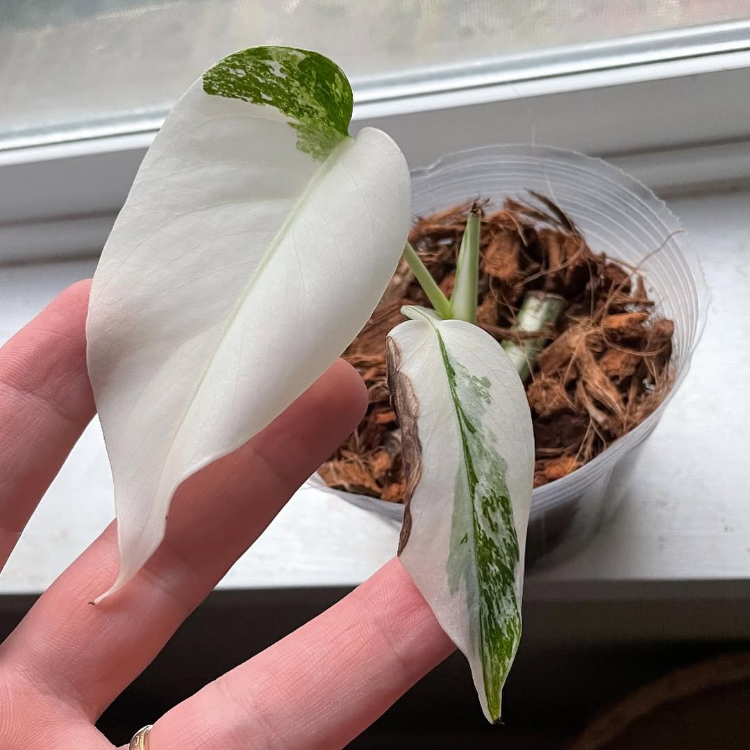 plantsnpokes
