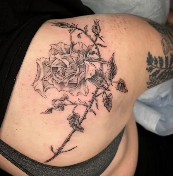 Flower, Rose, Nature