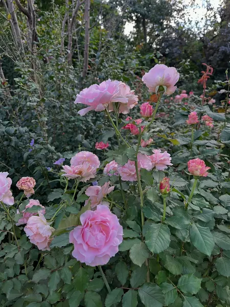 Flower, Rose, Nature