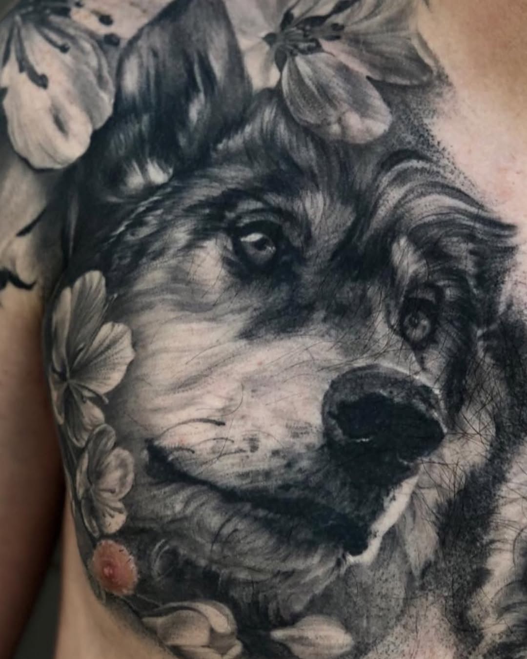 Animal