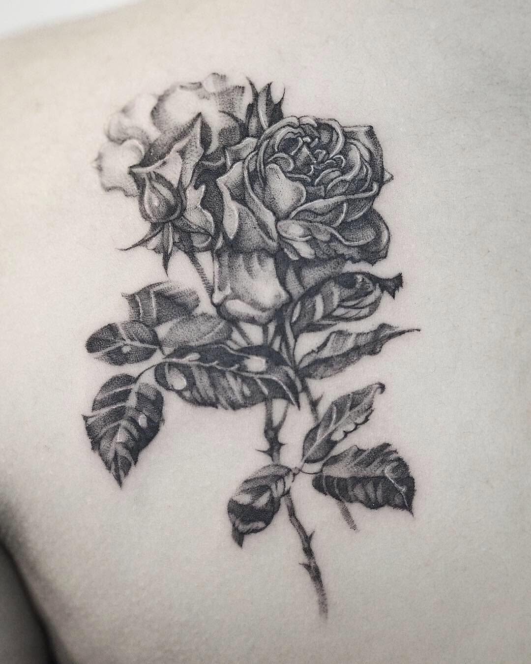 Flower, Rose, Nature