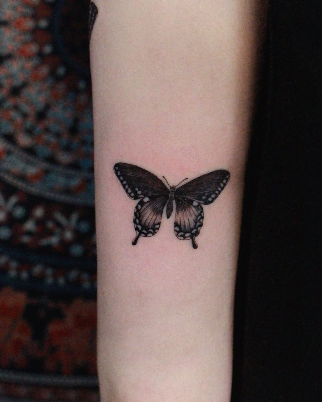 Animal, Nature, 나방
