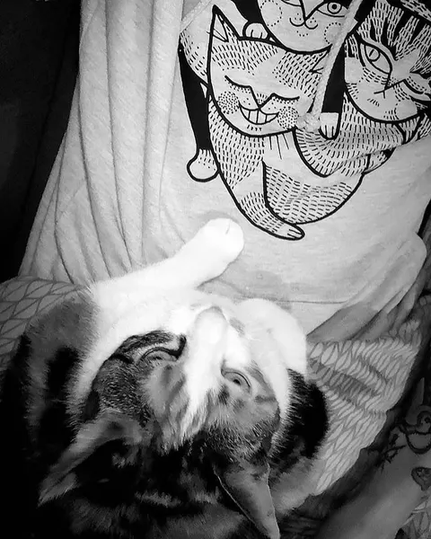 Animal