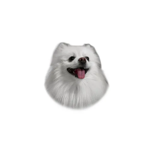고슴도치, 판다, 나무늘보