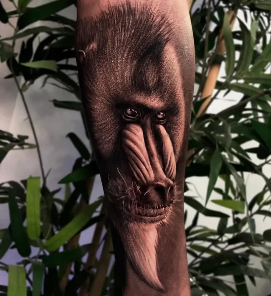 Tiger, Animal