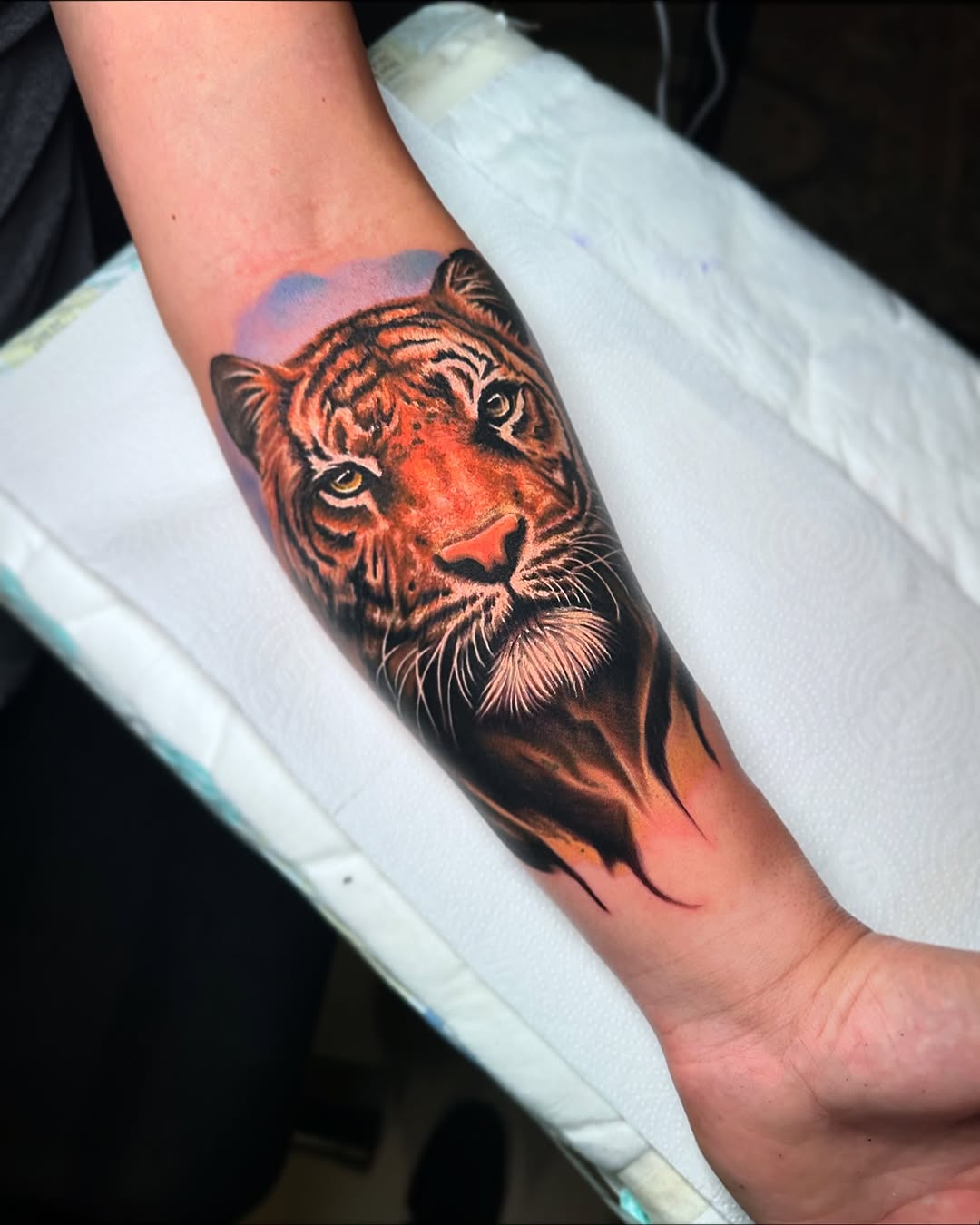 Tiger, 중국 호랑이, 치타, 한국 호랑이