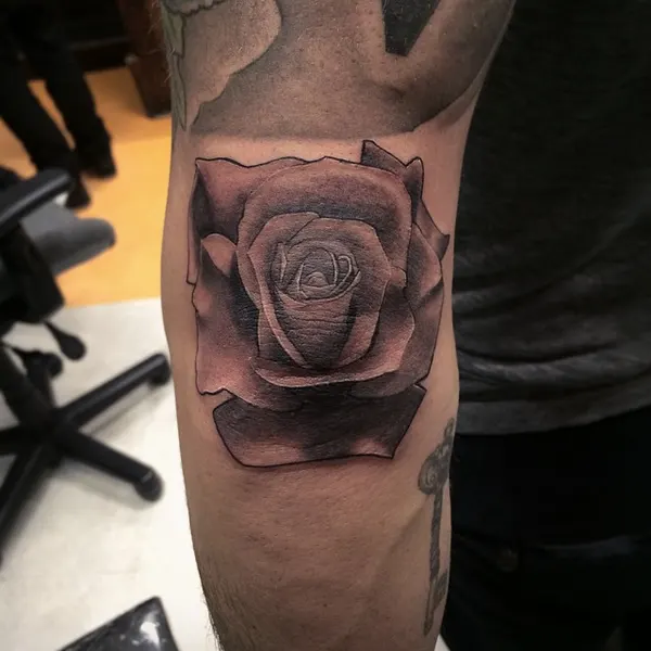 Flower, Rose
