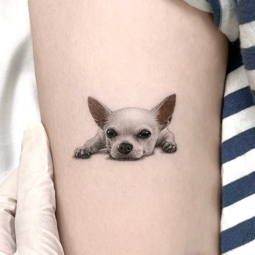 Animal