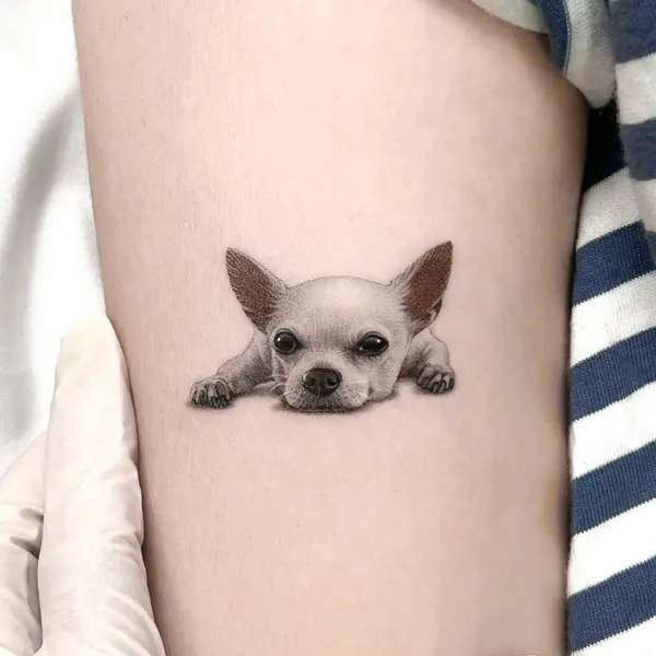 Animal