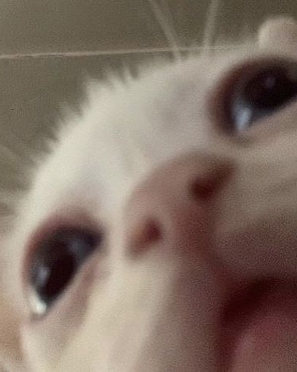 urchinbite