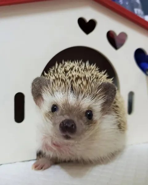 Mini, 고슴도치