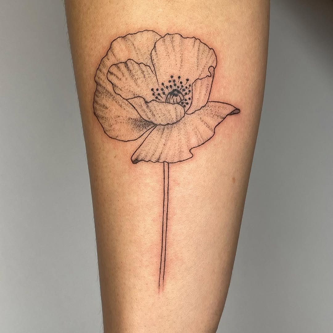 Flower, Rose, 양귀비