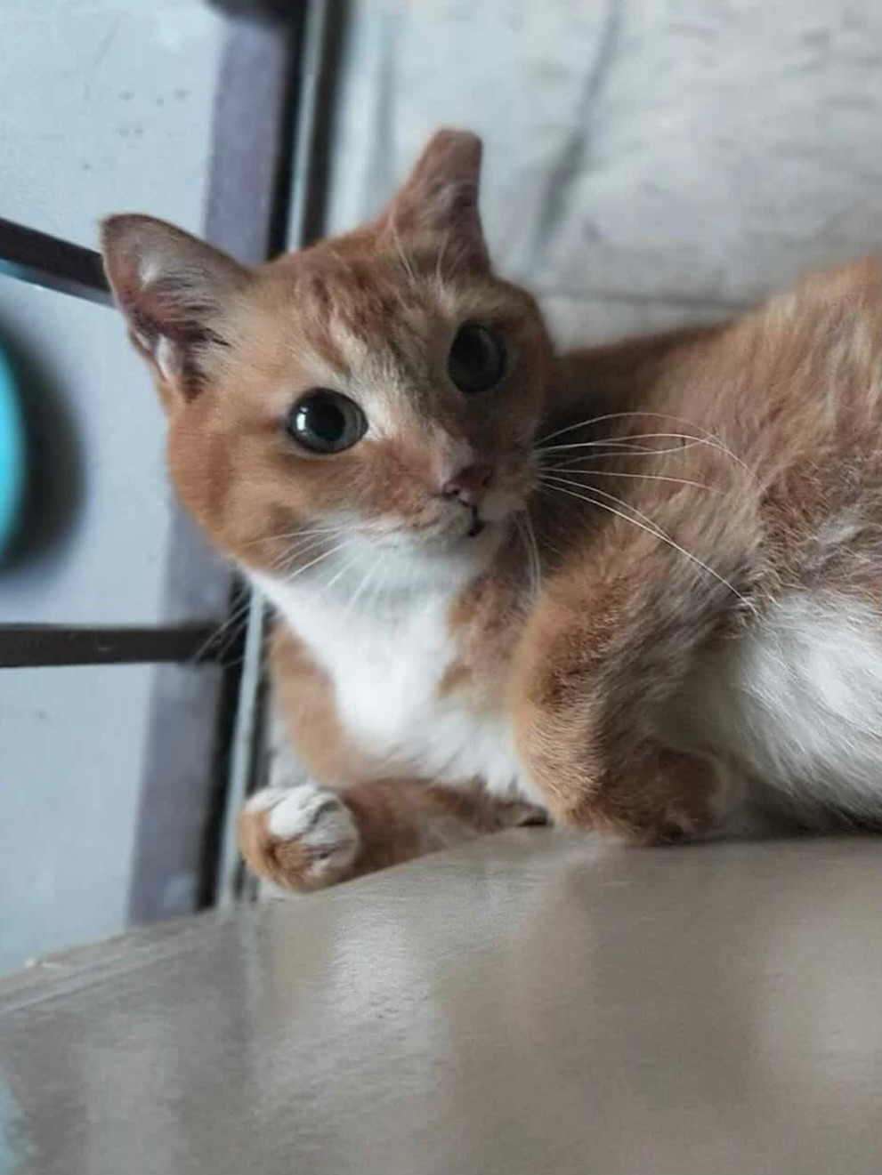 고양이
