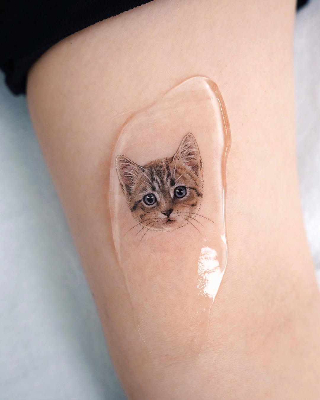 고양이