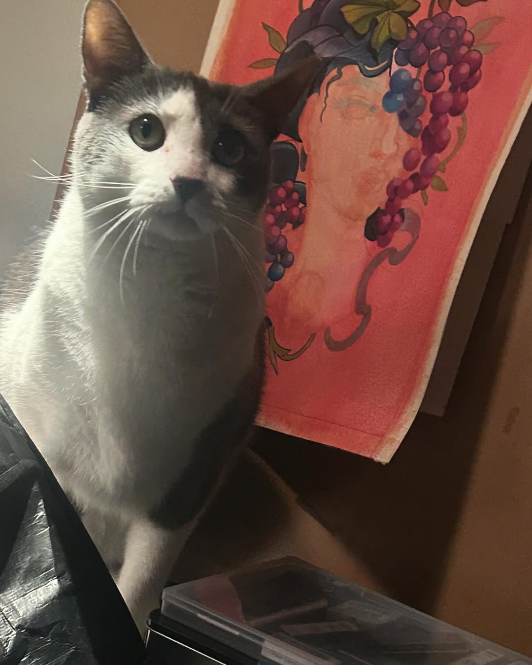 sarastigmata
