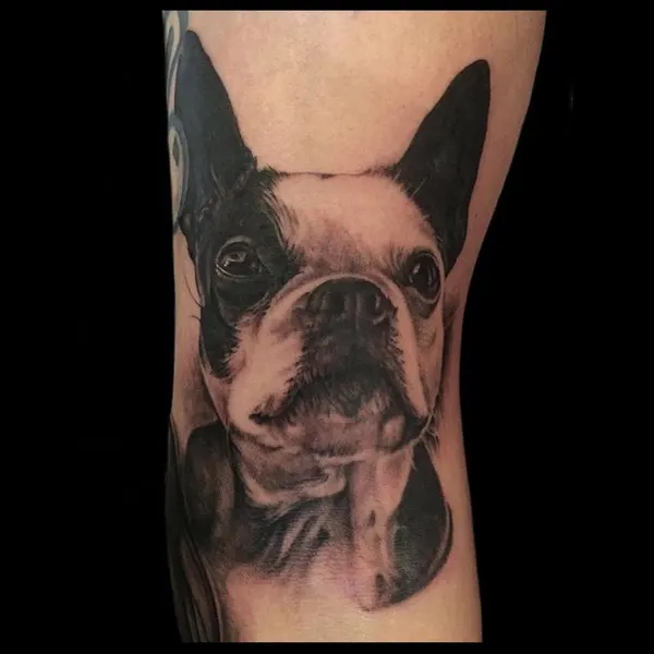 Animal