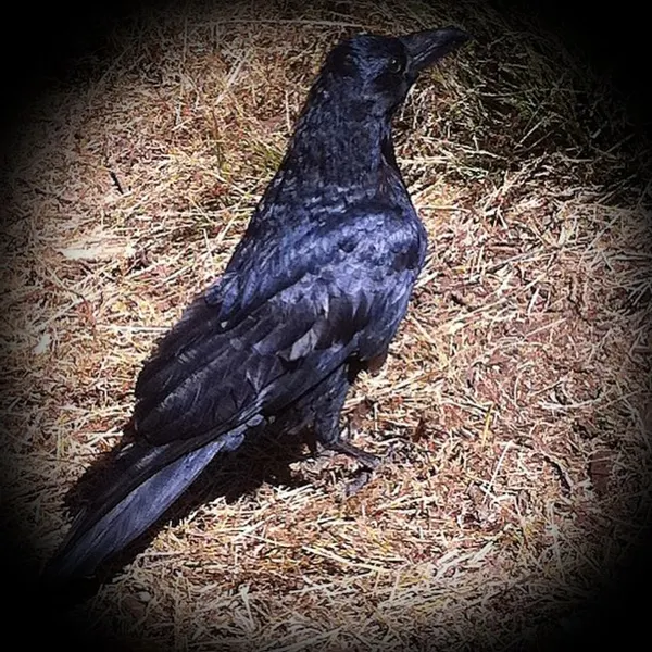 Animal