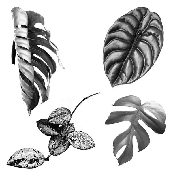 plantsnpokes