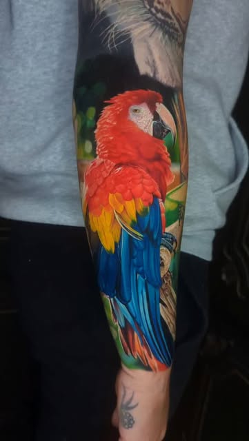 Animal, Nature, 앵무새