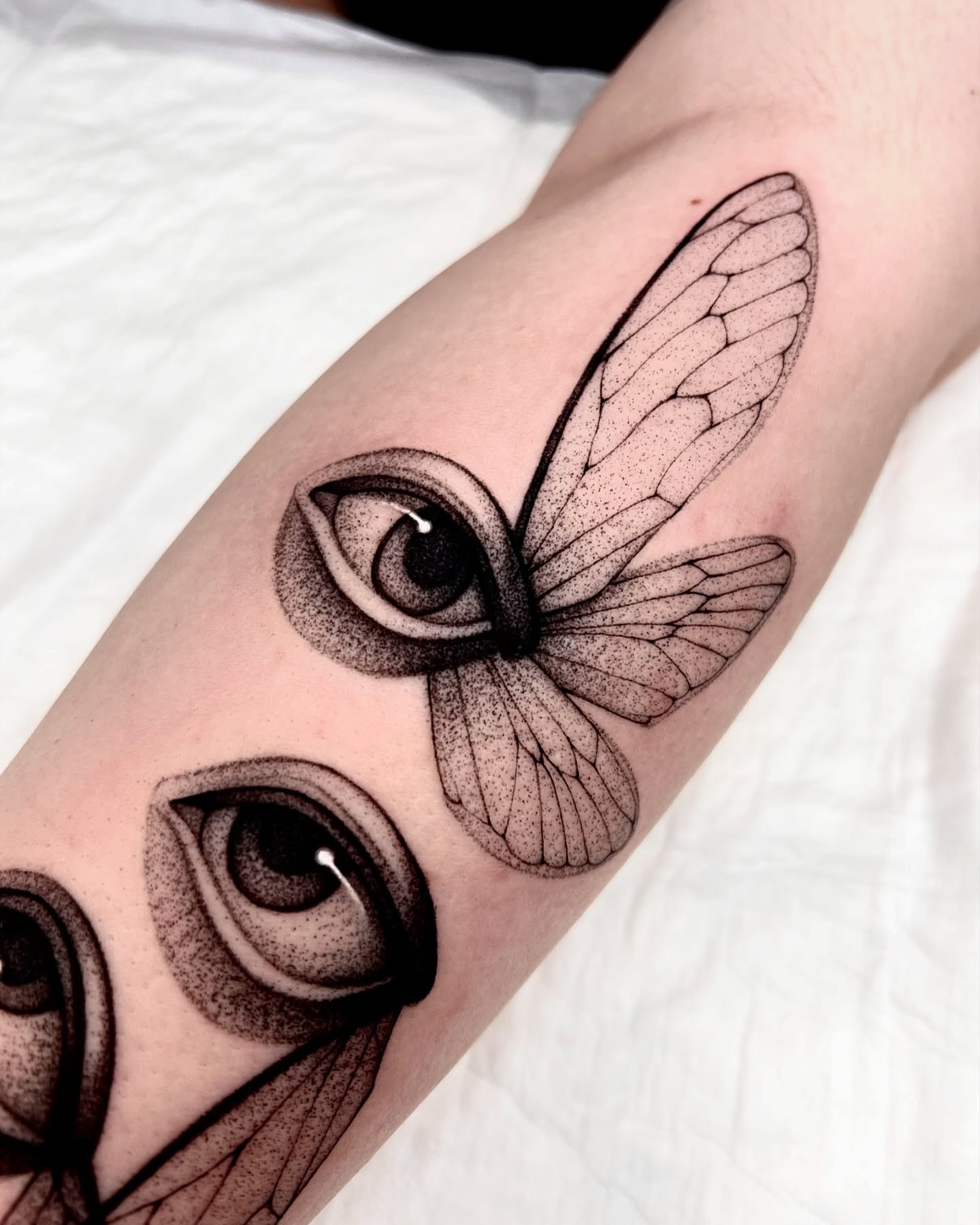 Animal, Nature