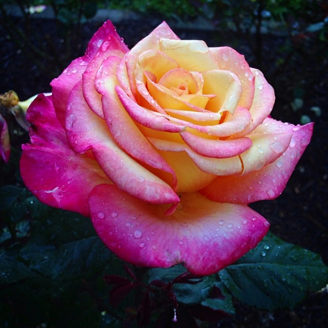 Rose, Nature, Flower