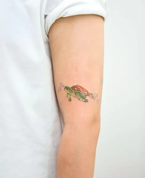 바다거북, 거북이