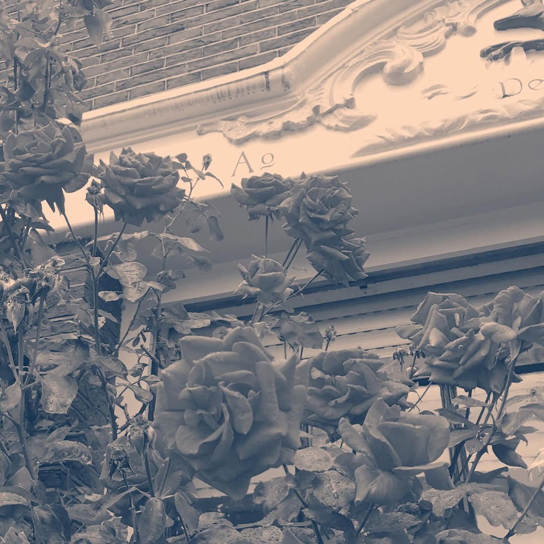 Flower, Rose, Nature