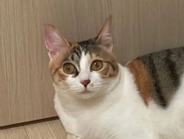 Animal