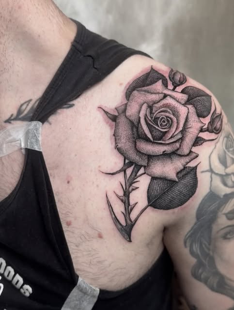 Flower, Rose, Nature