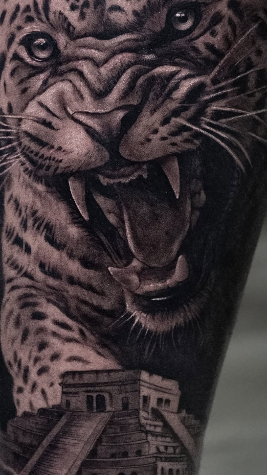 Animal, 표범, 재규어