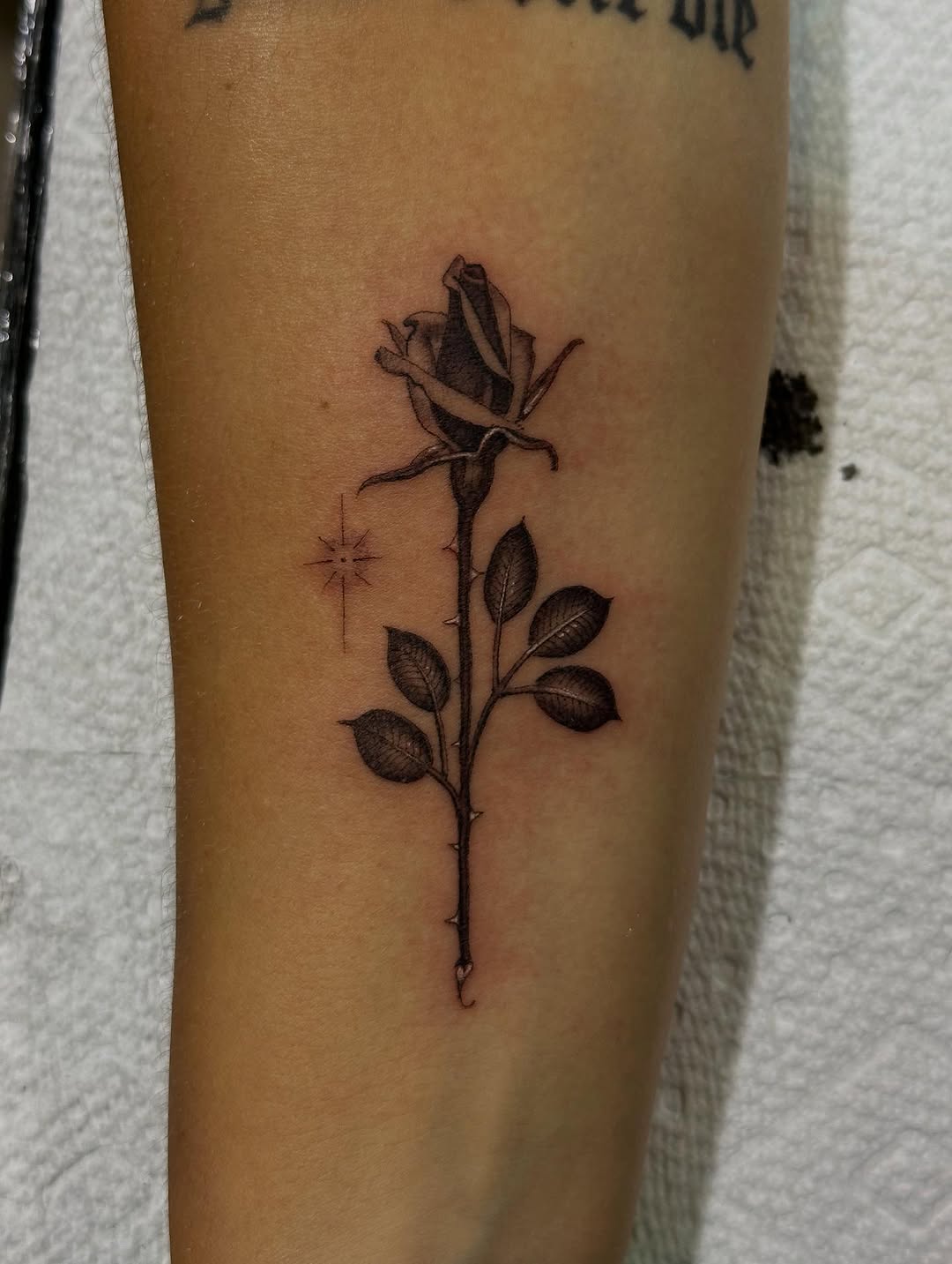 Flower, Rose