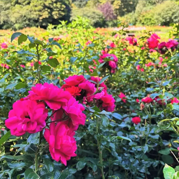 Flower, Rose, Nature