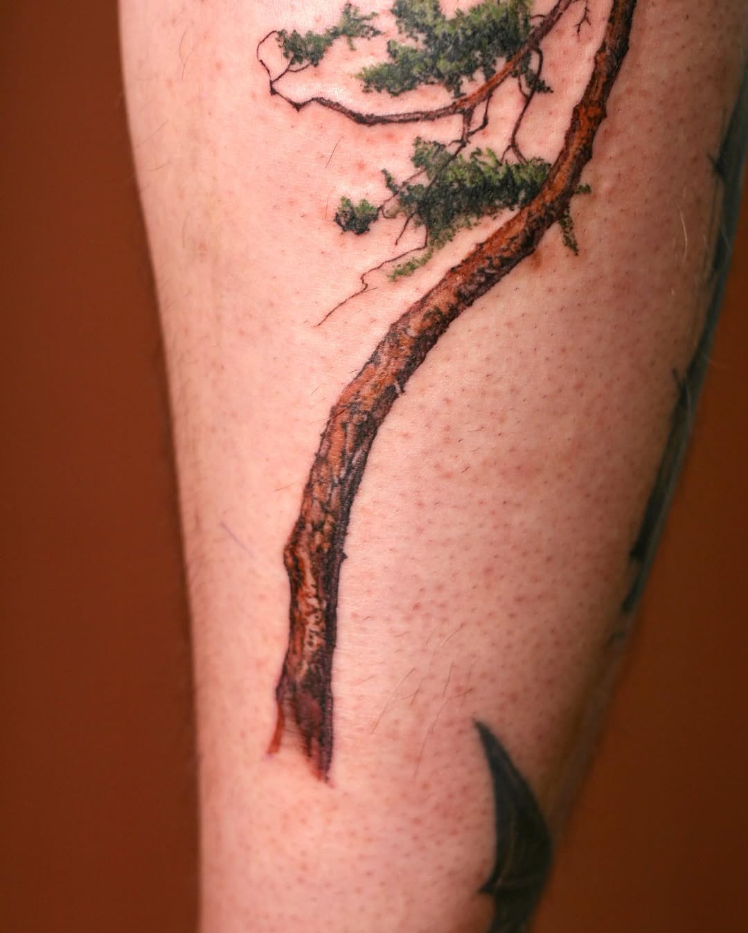 Nature, 소나무, 나무, 숲