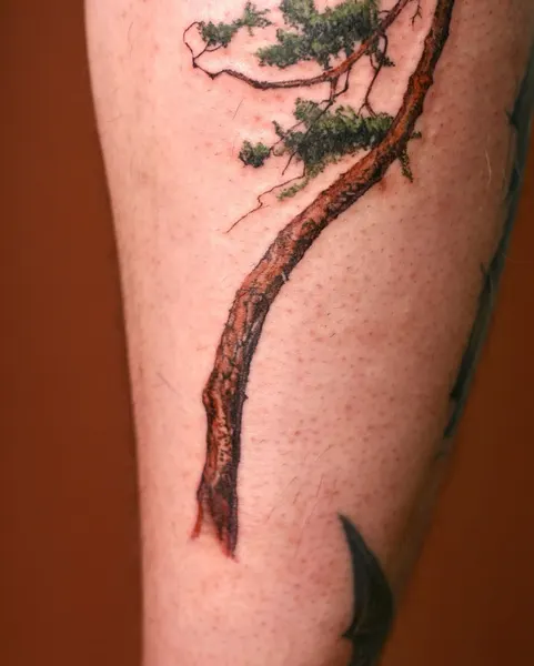 Nature, 소나무, 나무, 숲