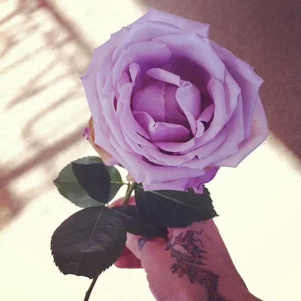 Flower, Rose, Nature