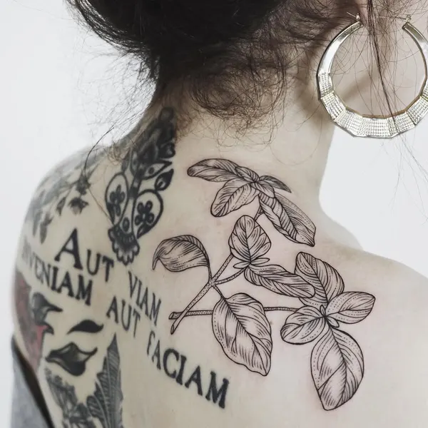 Flower, Rose, Nature