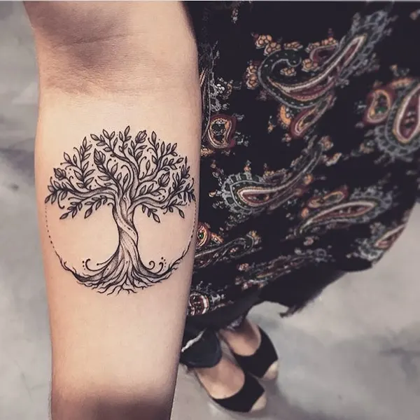 Nature, 나무, 소나무