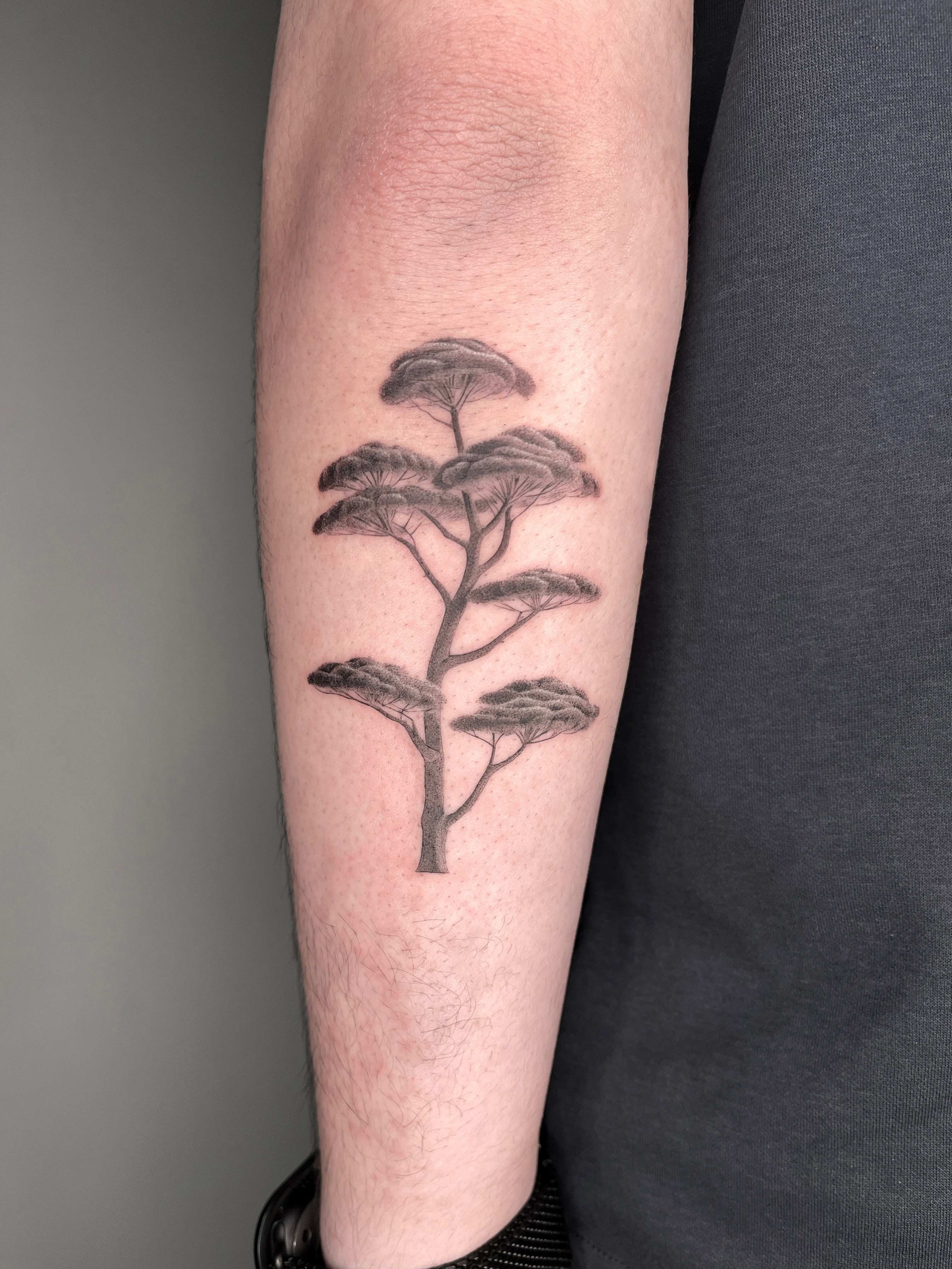 Nature, 나무, 소나무