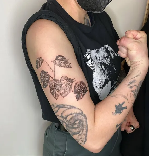 Flower, Rose, Nature