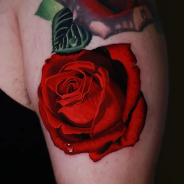 Flower, Rose