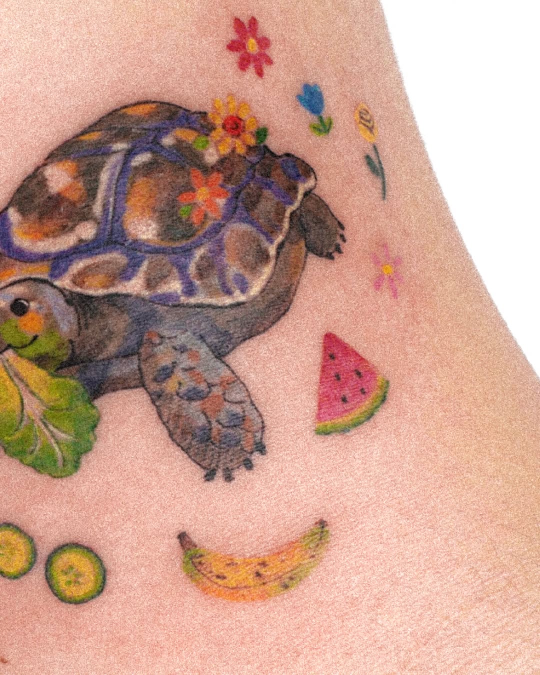 바다거북, 거북이