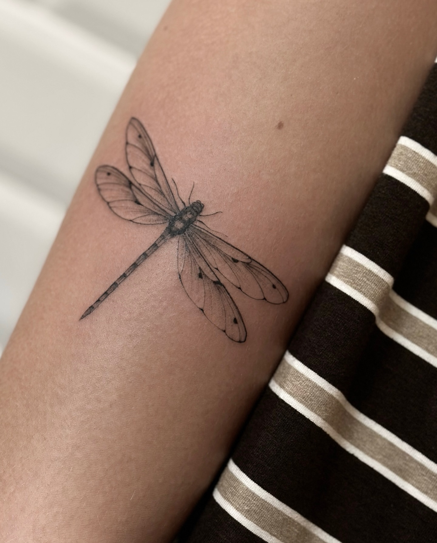 Animal, Nature, 잠자리, 매미