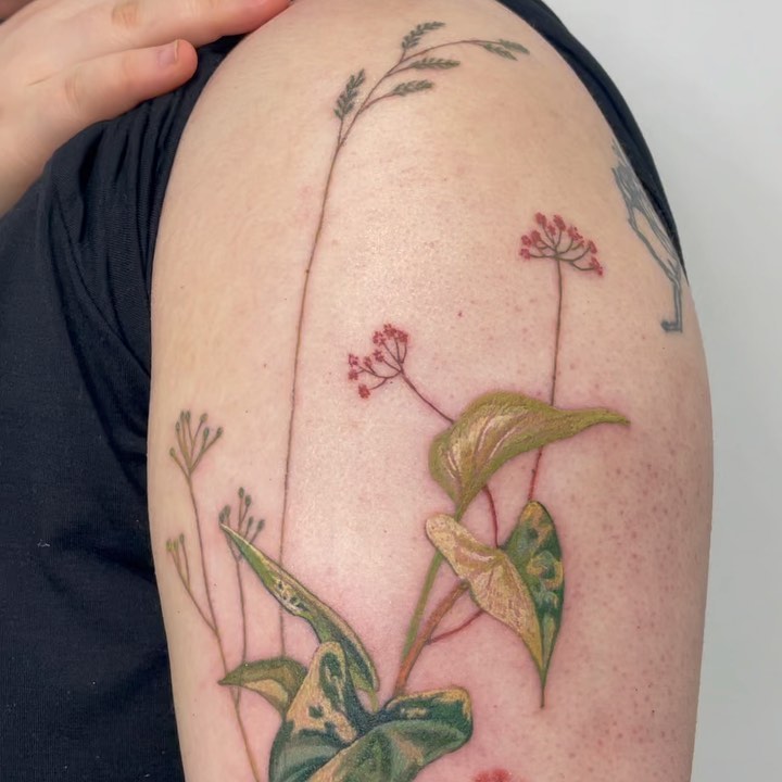 Flower, Rose