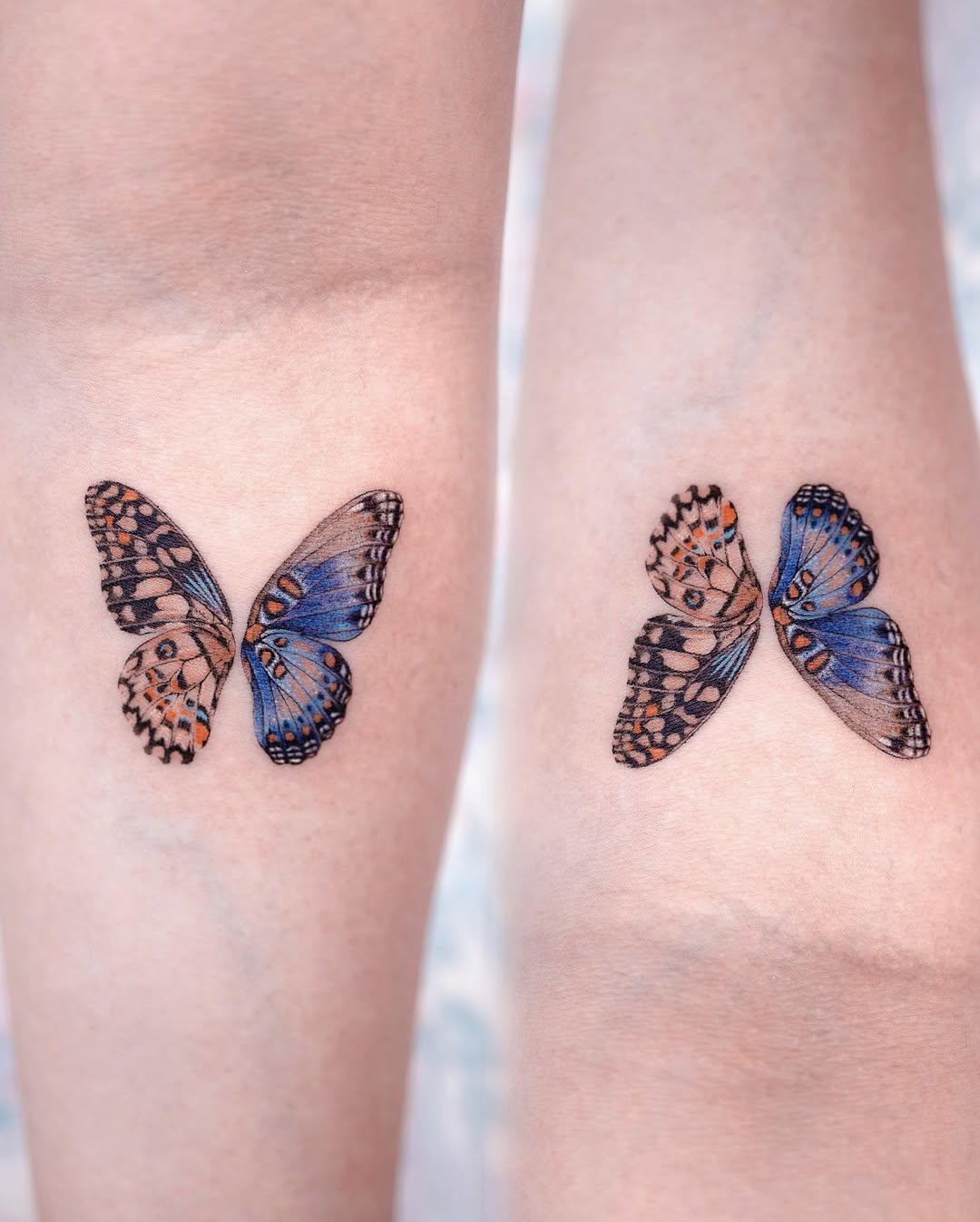 Animal, Nature, 나비