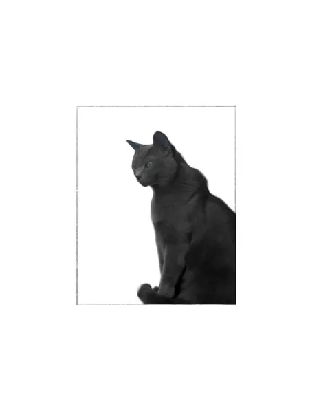 텐구, 함사, 고양이, 반려동물, 여우 가면